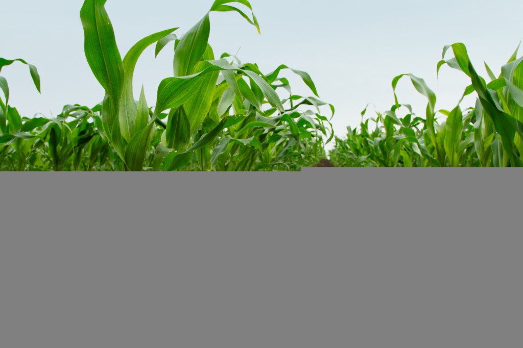 Embrapa debate estratégias para descarbonizar a agricultura brasileira