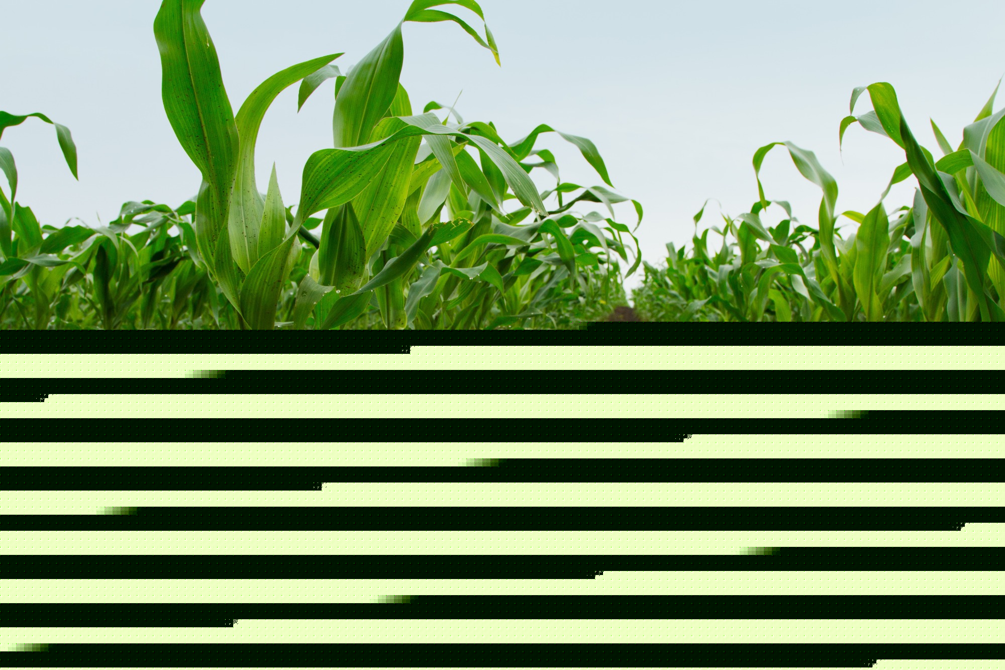 Embrapa debate estratégias para descarbonizar a agricultura brasileira