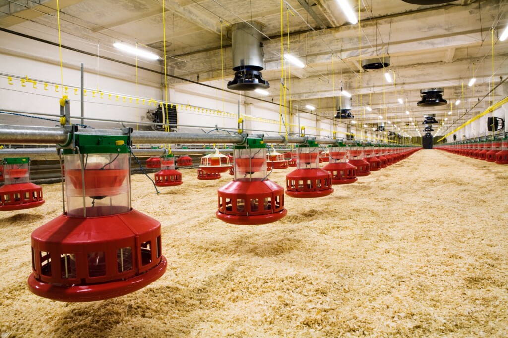 Tecnologia nos aviários será fundamental para se manter no mercado