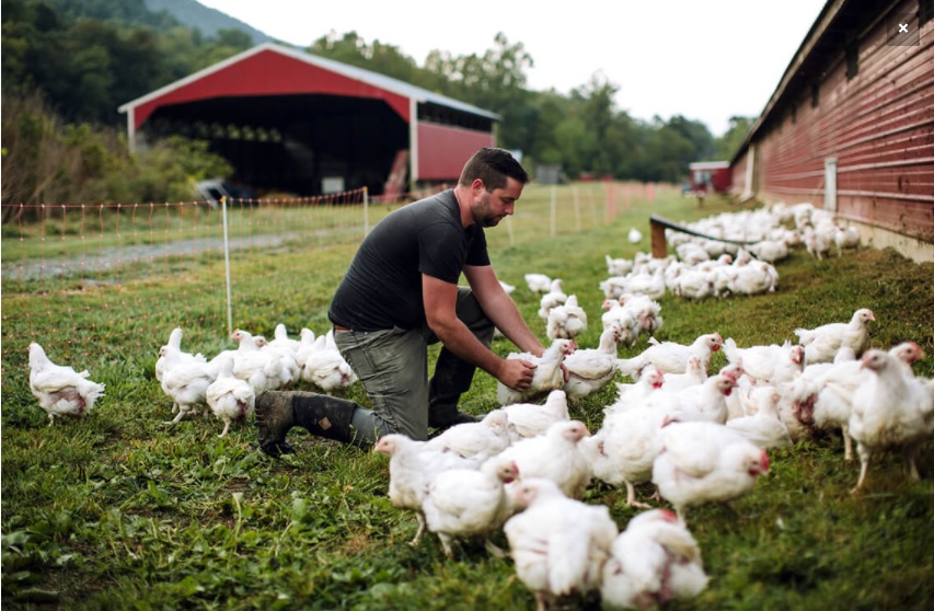 Marca de frangos orgânicos investe em negócio com foco na geração Millennials