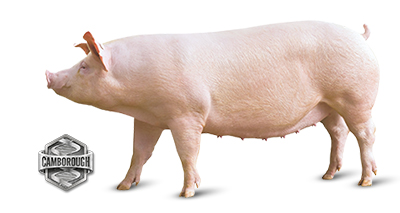 Agroceres PIC destaca programas de atualização genética