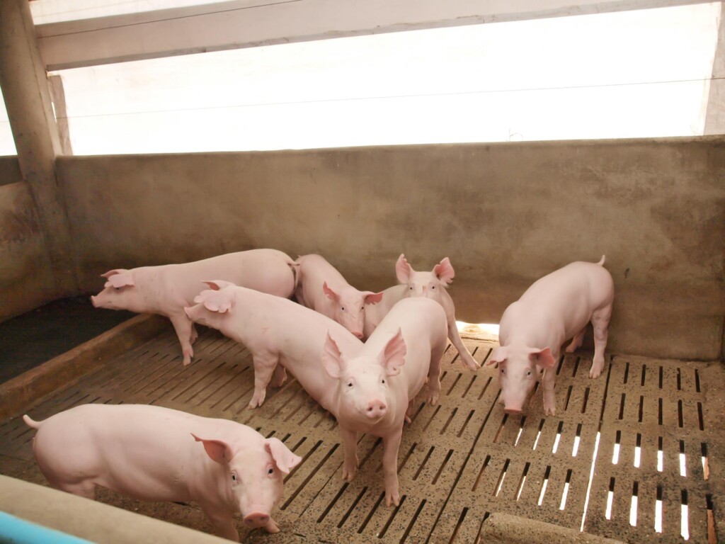 Preços do suíno vivo mantêm alta nos estados