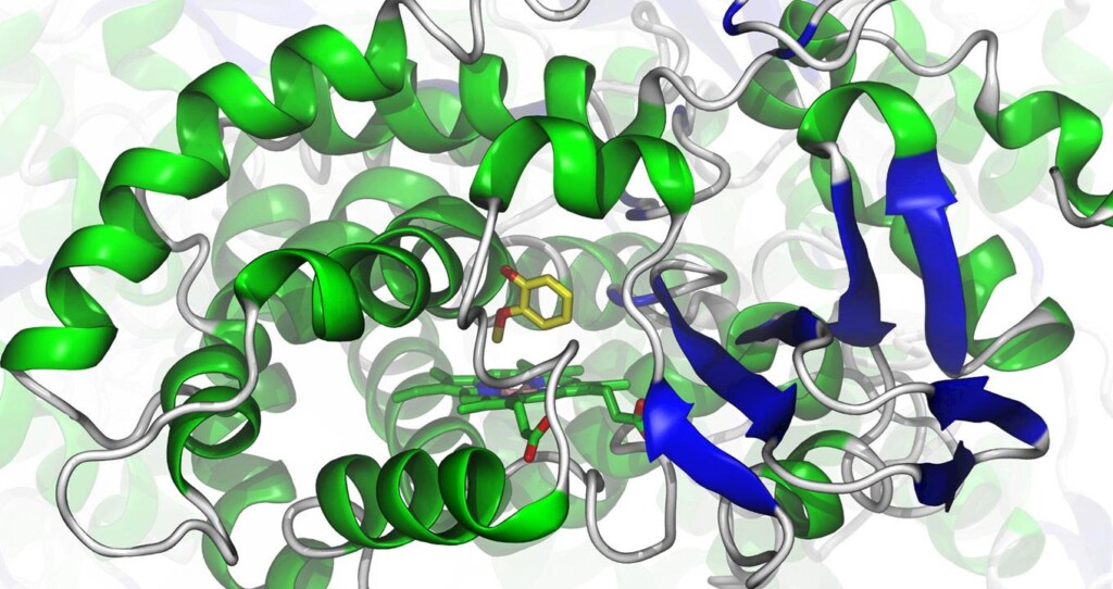 Enzima transforma biomassa em bioprodutos