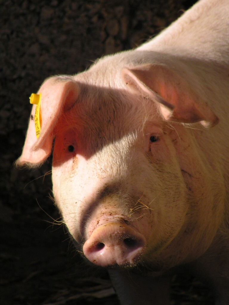 Suinocultores aguardam redução de oferta e recuperação de preços