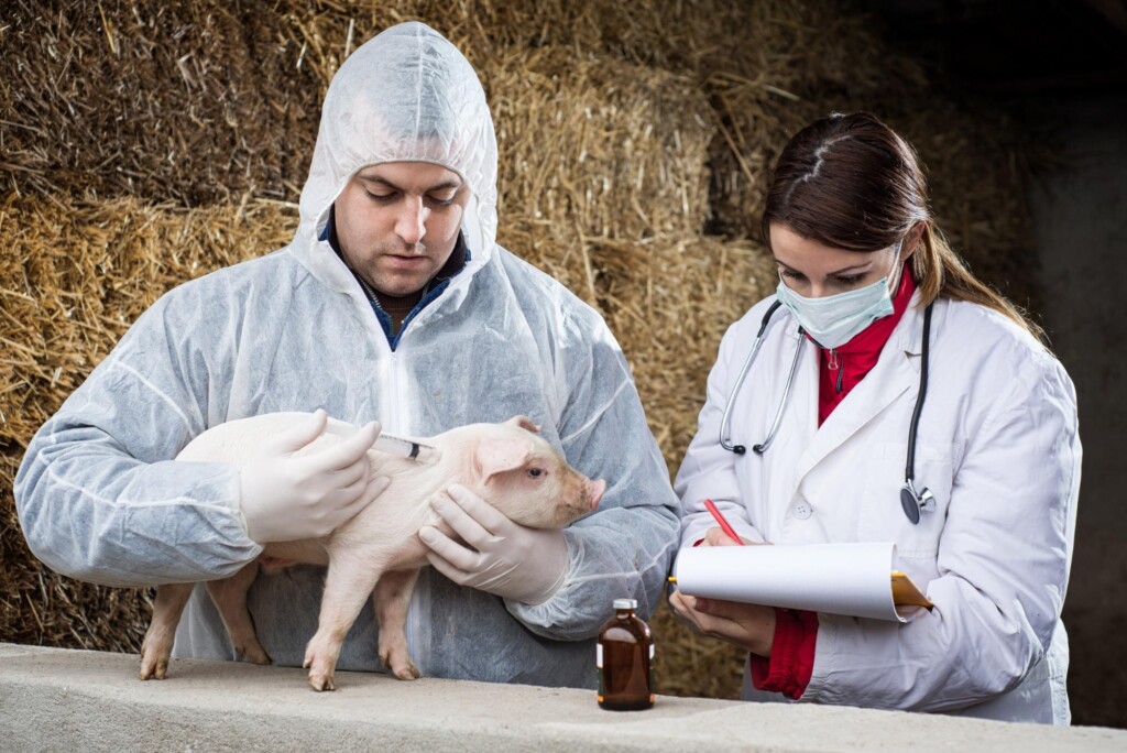 Sem vacinação, não haveria controle da Circovirose Suína