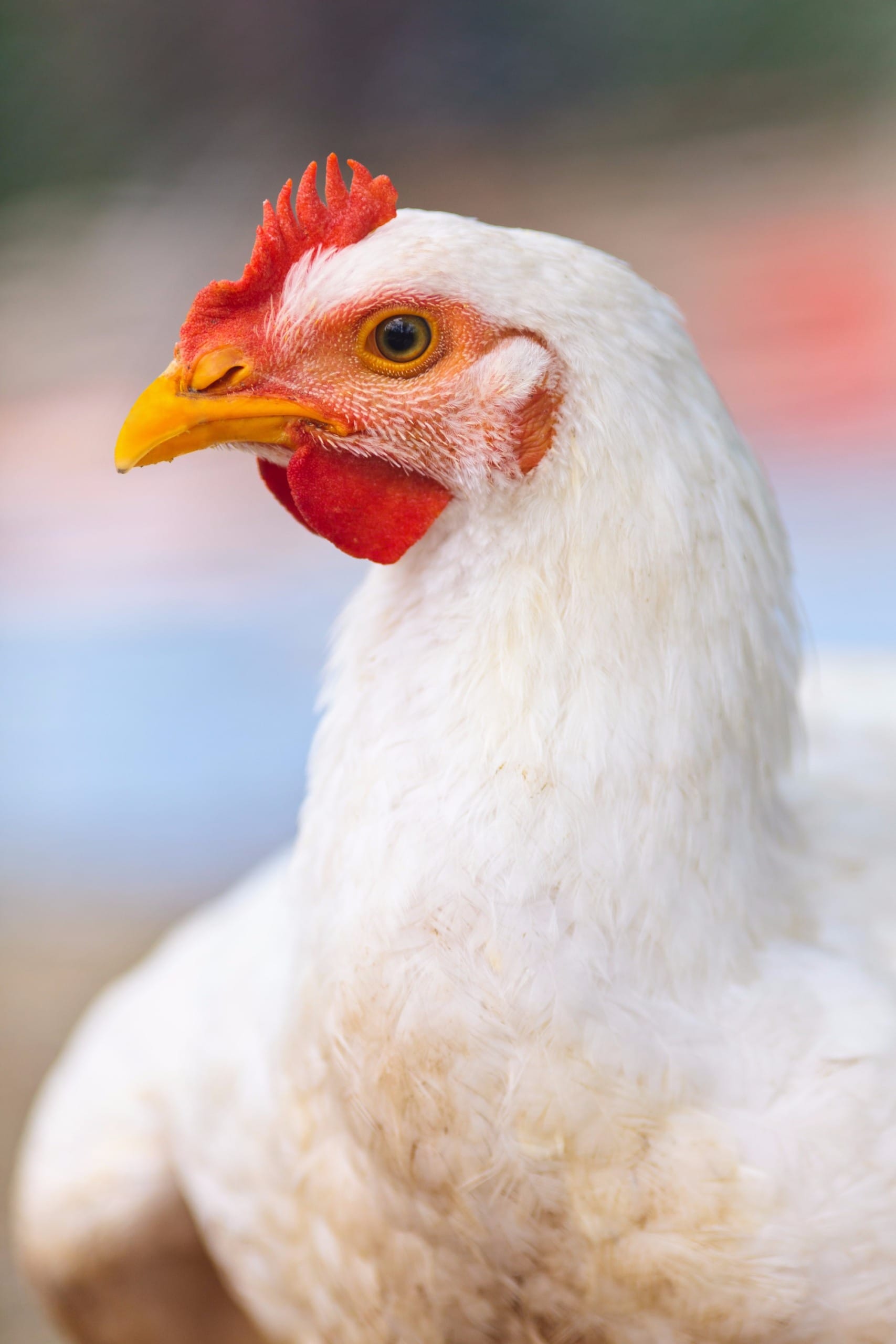 Maior congresso de aves da América Latina se prepara para receber 20 mil visitantes