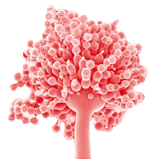 Embrapa lança vitrine com 34 tecnologias que utilizam matéria-prima renovável