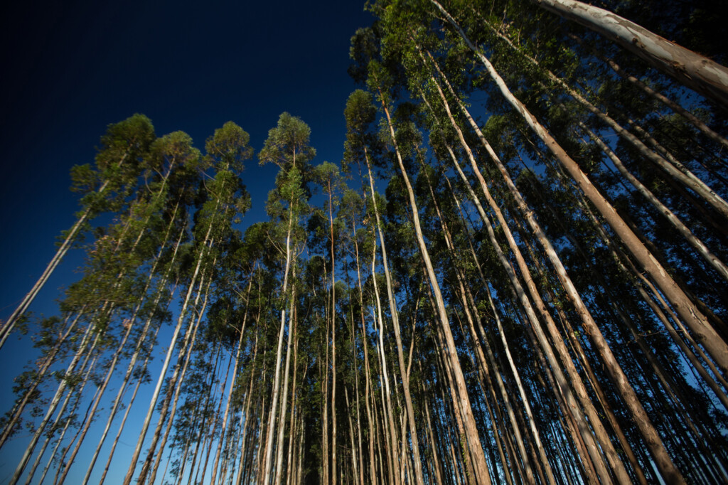 Região Oeste do Paraná debate biomassa florestal para produção de energia