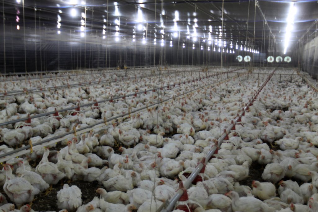 Índice de Eficiência Produtiva de frangos atingem números recordes