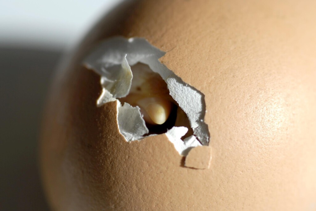 Pode o embrião no ovo sofrer influência do som externo da galinha mãe?