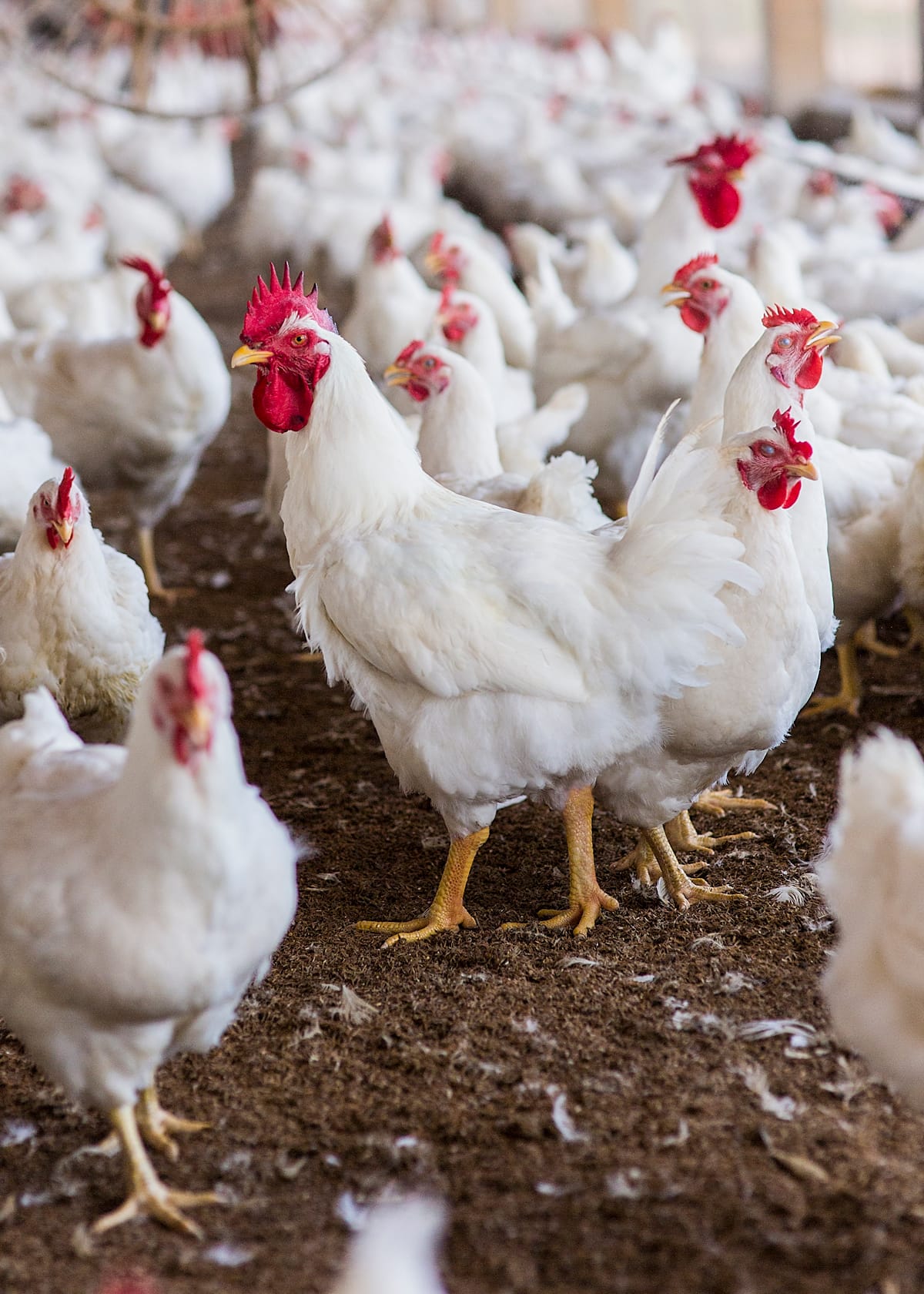 A nutrição no controle do índice de fertilidade em reprodutores pesados – por Cláudio Araújo Franco