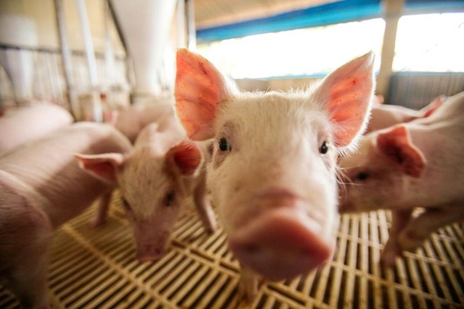 Brasil cresce em produção e receita com exportação de carne suína