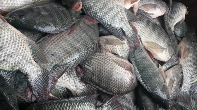 Brasil retoma exportação de pescado e seus produtos para Israel