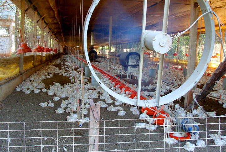 Sistema Famasul alerta sobre prazo para registro de granjas