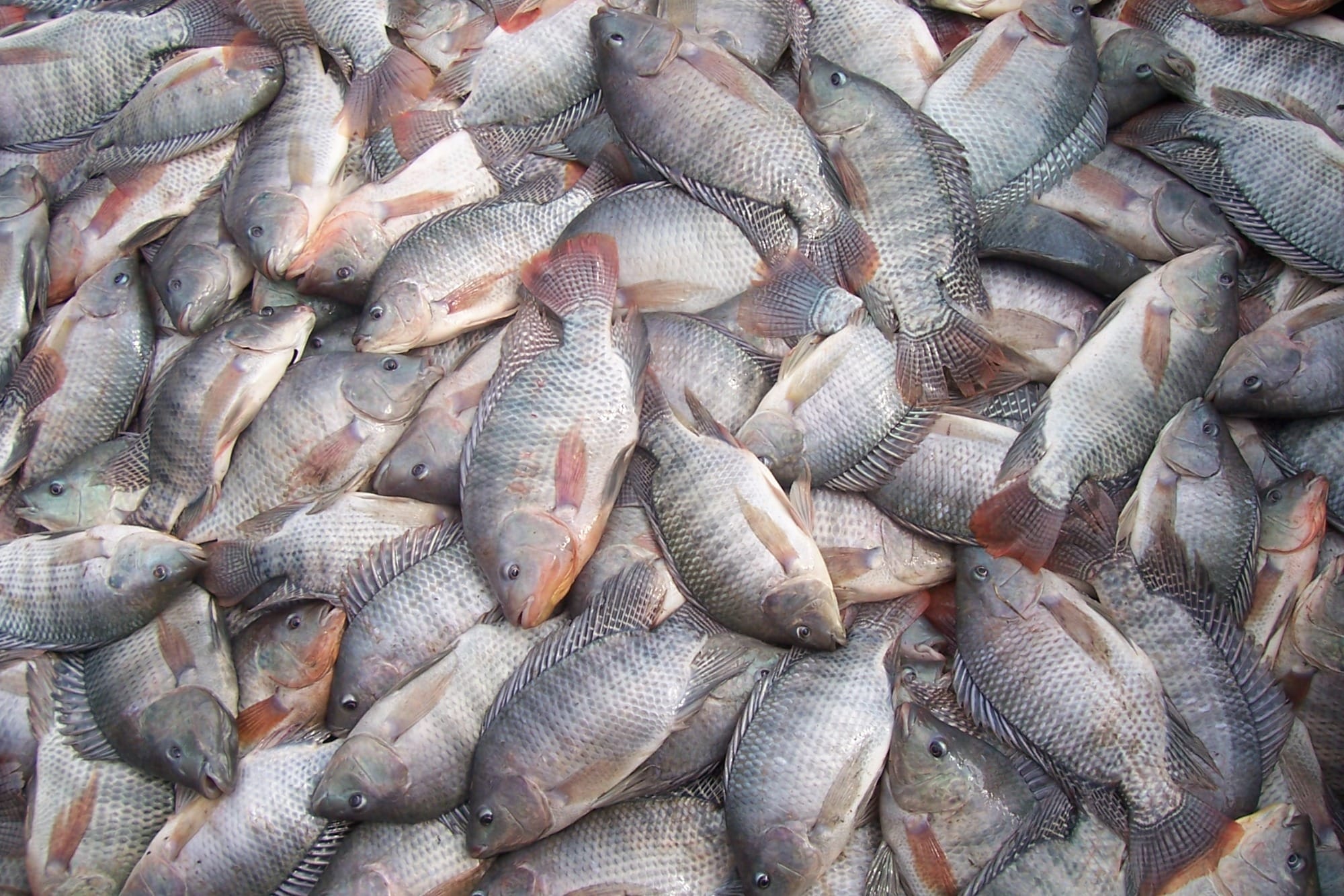 Exportações da piscicultura batem recorde no 1º trimestre de 2025