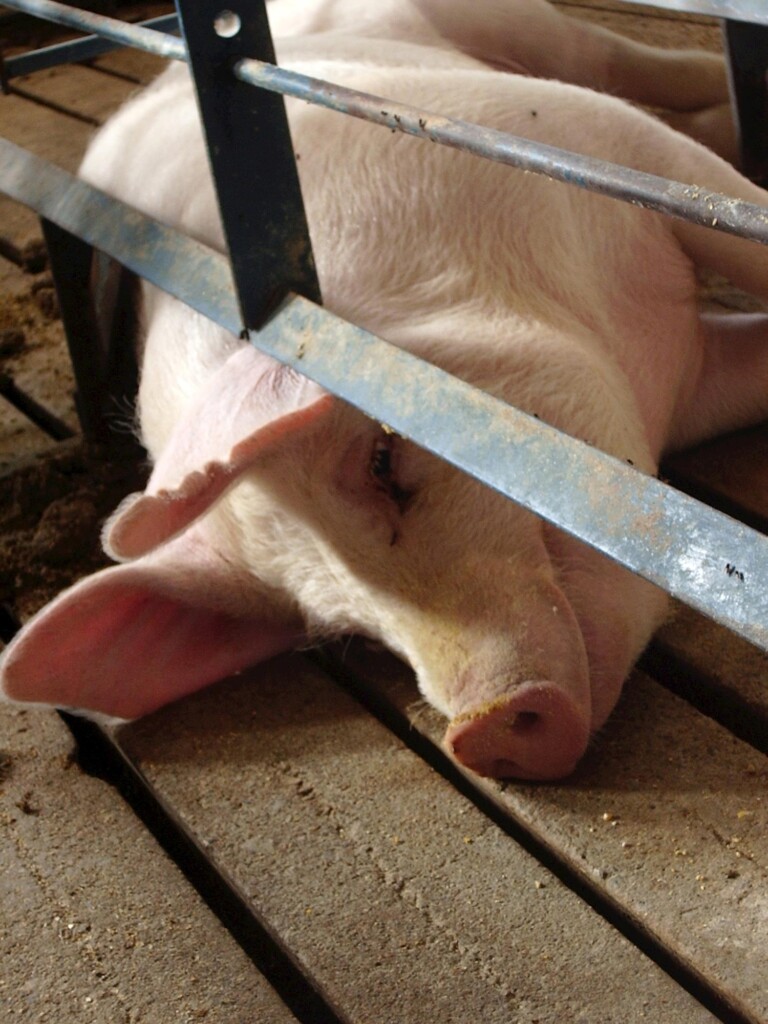 Suíno vivo continua com tendência de alta nos principais mercados