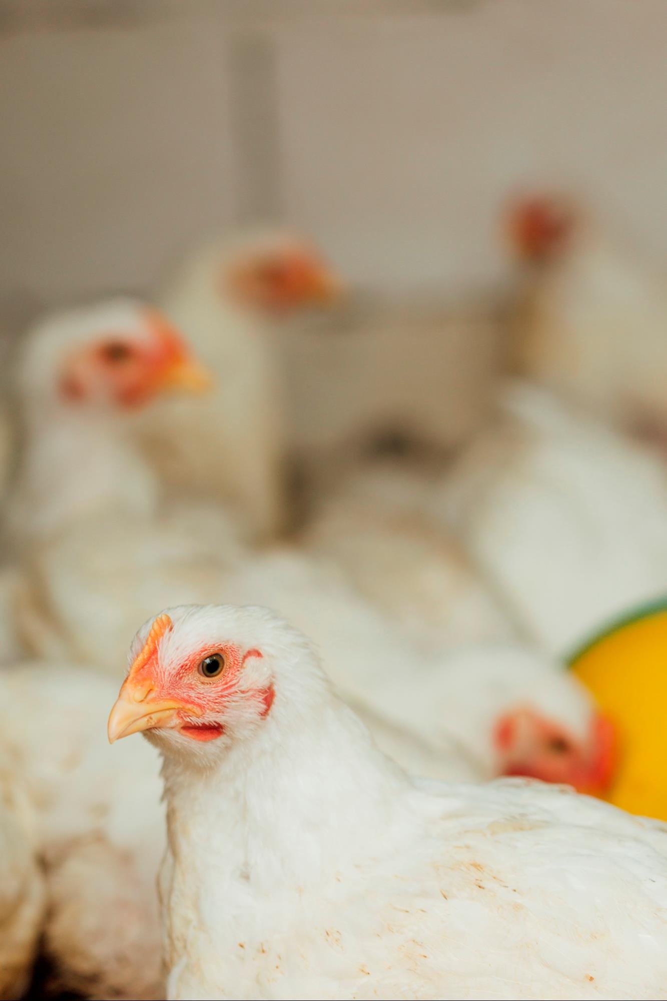 Exportações brasileiras de carne de frango devem bater recorde em 2023