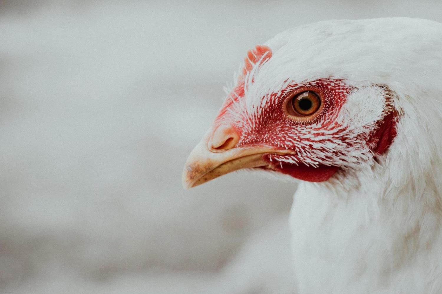 Suspensão de importação de aves de SC pelo Japão terá baixo impacto na economia
