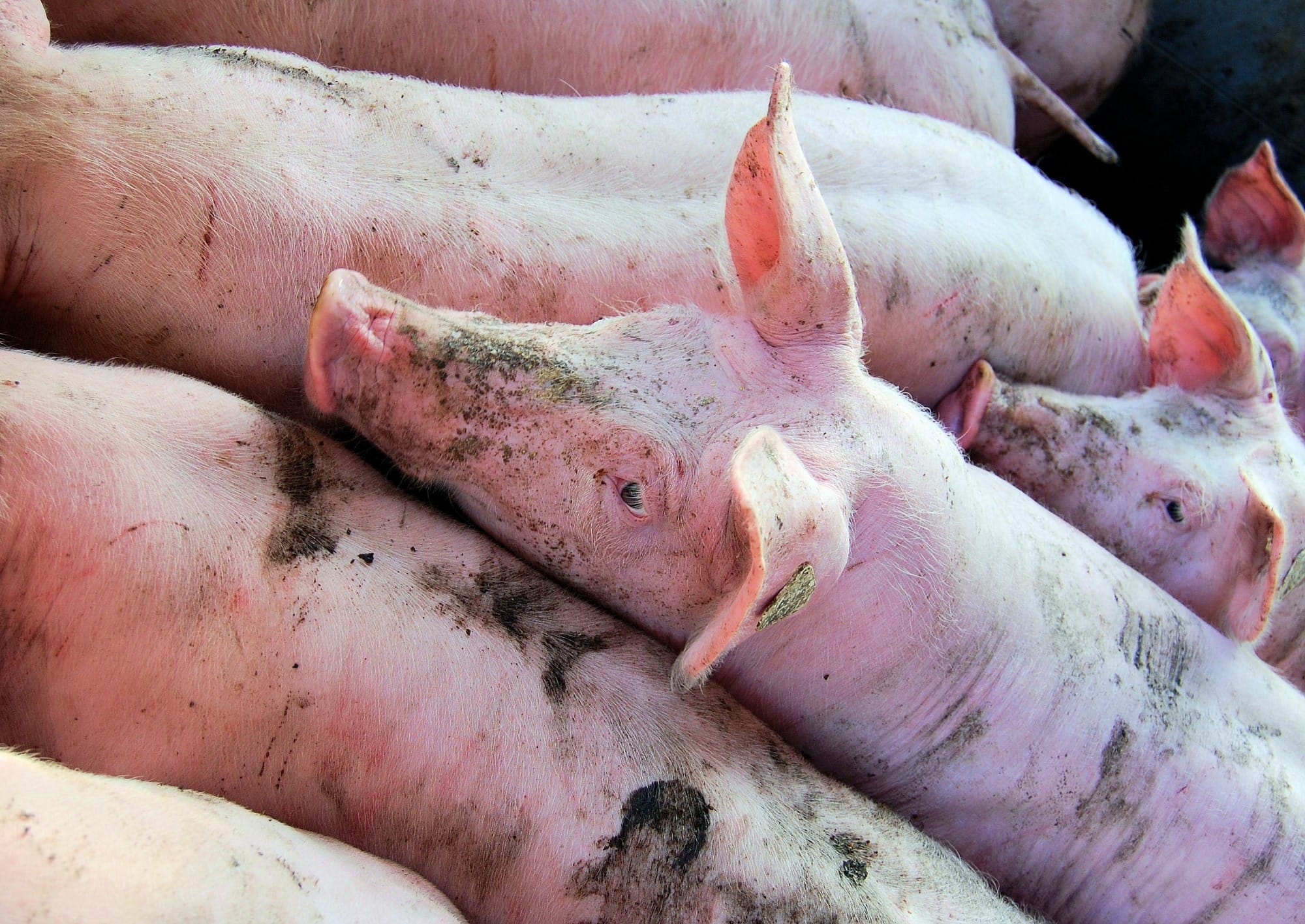 Indústria chinesa inicia três complexos produtivos de suínos sustentáveis na Argentina Indústria chinesa inicia três complexos produtivos de suínos sustentáveis na Argentina