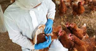 Irlanda do Norte: Departamento de Agricultura confirma que a gripe aviária se tornou uma ameaça durante todo o ano