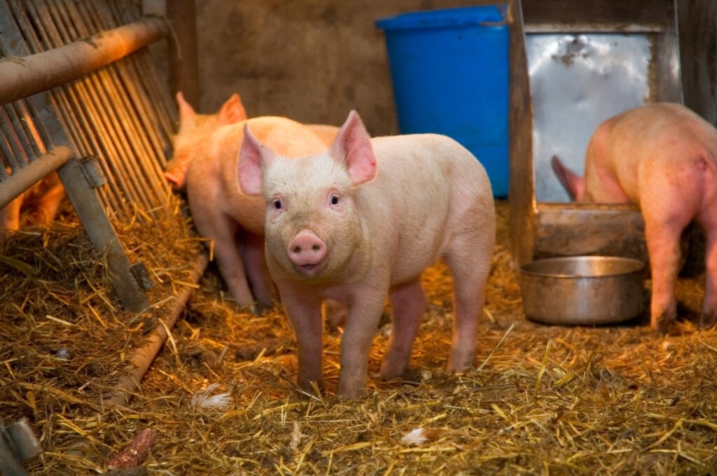 Demanda por carne suína continua em queda e aumenta busca por carne de frango na República Dominicana