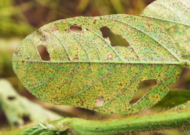 Estudo da Embrapa e Bayer irá mapear mecanismo de resistência de doenças da soja aos fungicidas