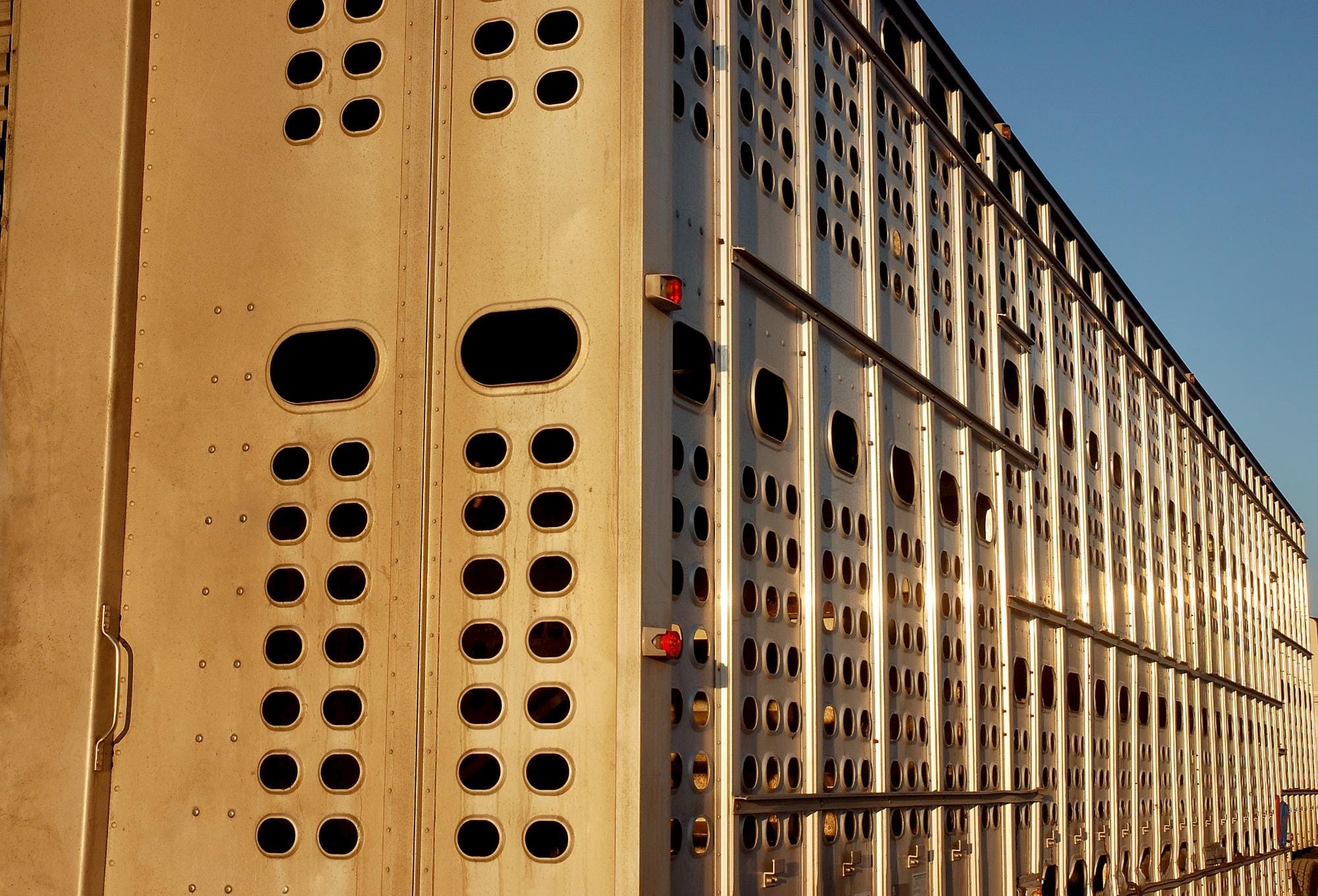 Nova norma prioriza bem-estar para exportações de animais vivos