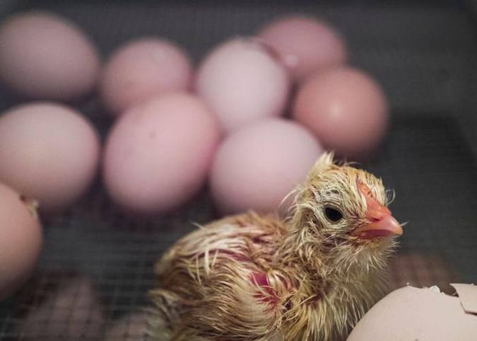 Descoberta feita por cientistas poderá ser explorada em projetos de segurança alimentar