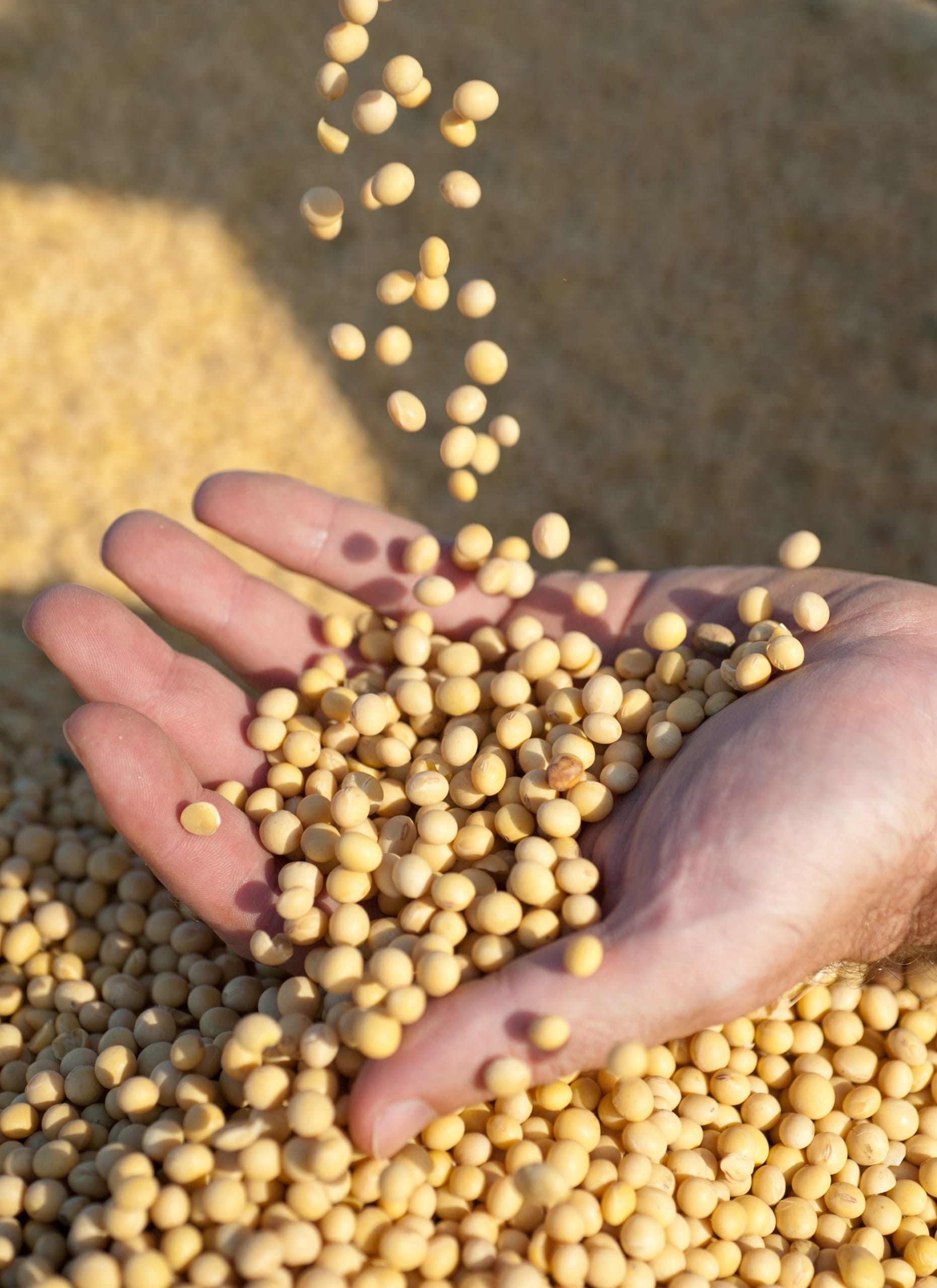 Alta produtividade de soja pressiona cotação na semana