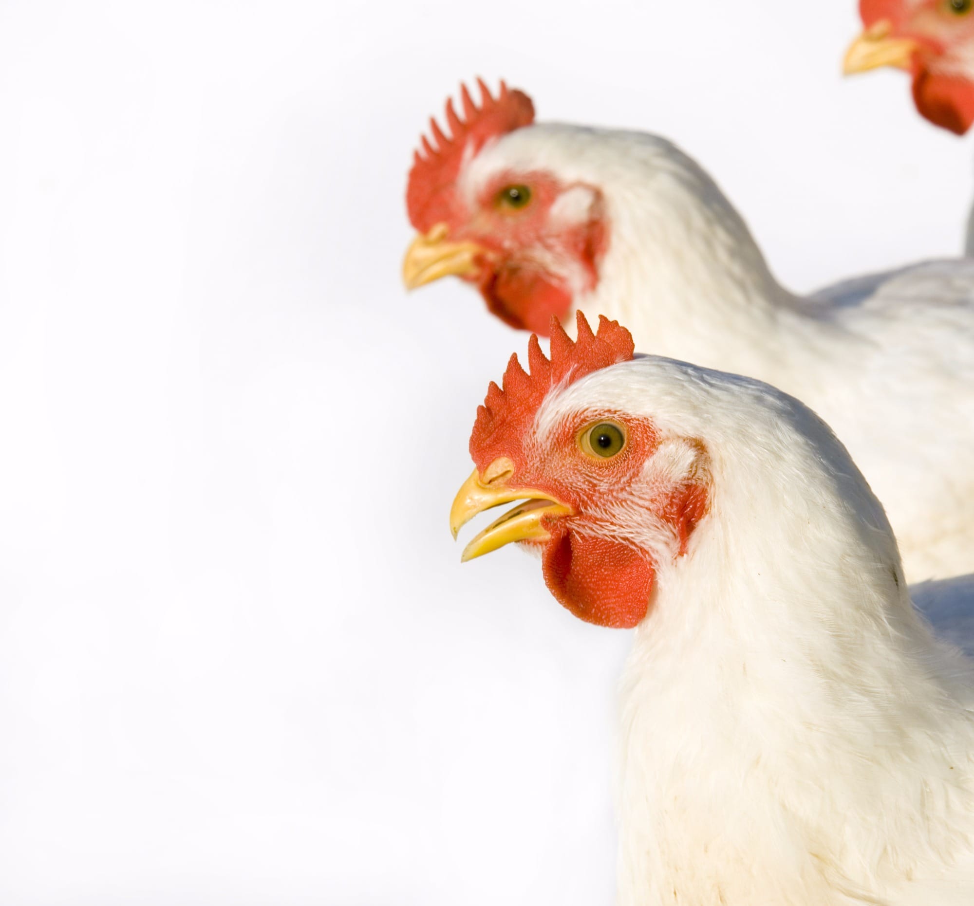 Maior movimentação e alta dos preços do frango no atacado em São Paulo