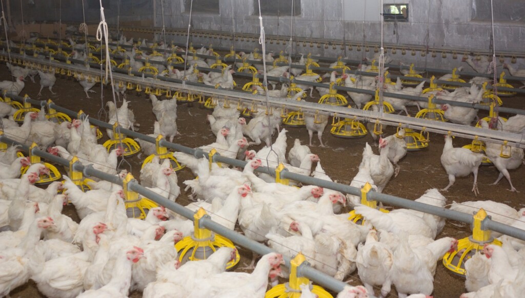 Estão definidos os critérios para importação de material genético avícola