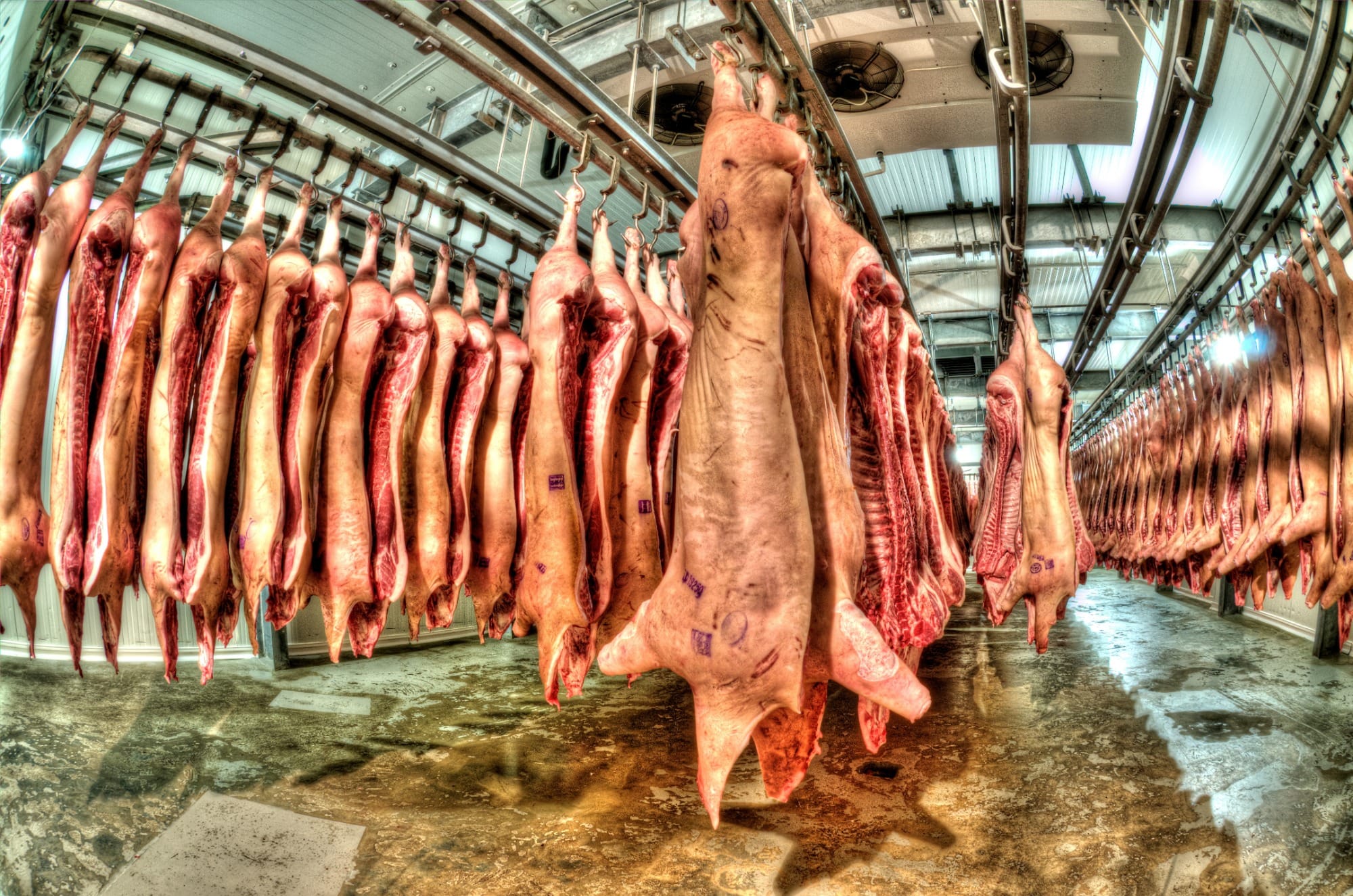 Dália Alimentos paralisará abate de suínos na sexta-feira