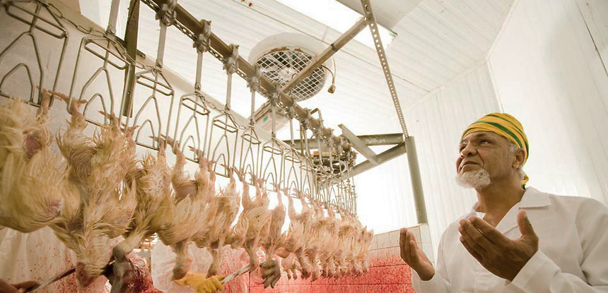 Garantia de abate halal deve aumentar exportação a países muçulmanos