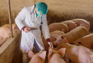 Mato Grosso inicia levantamento sorológico sobre a Peste Suína Clássica