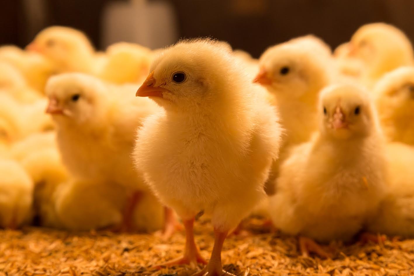 Mianmar importa mais de 19 milhões de pintainhos para aliviar a escassez de aves