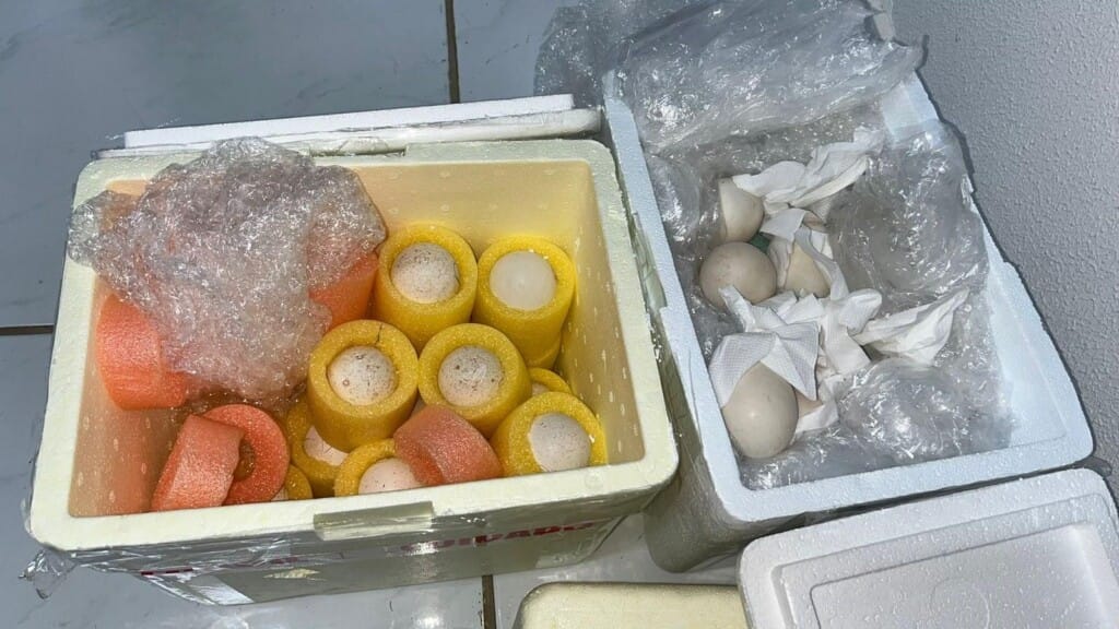 Adapec alerta a população sobre as regras de trânsito de produtos de origem animal e vegetal via Correios