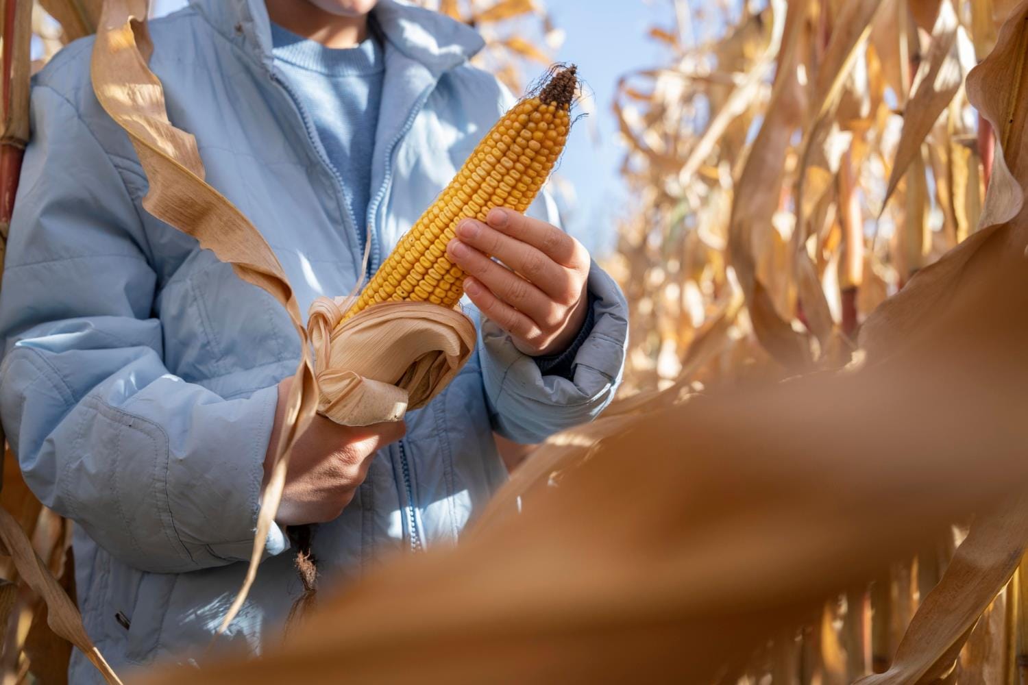 USDA mantém em 156 milhões de t estimativa para safra de soja 2022/23 do Brasil