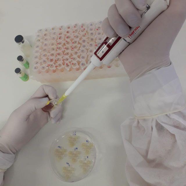 IB amplia diagnósticos acreditados com padrão internacional