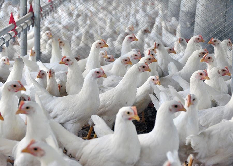 Argentina reforça medidas para evitar influenza aviária