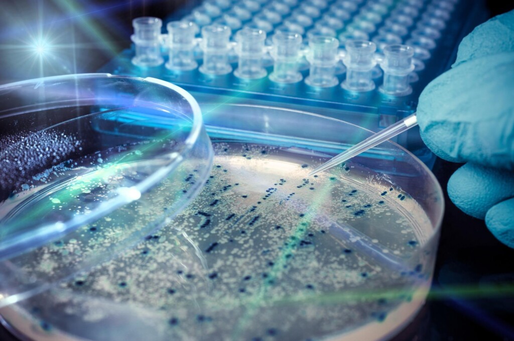 Isolamento de Salmonella spp. de origem avícola