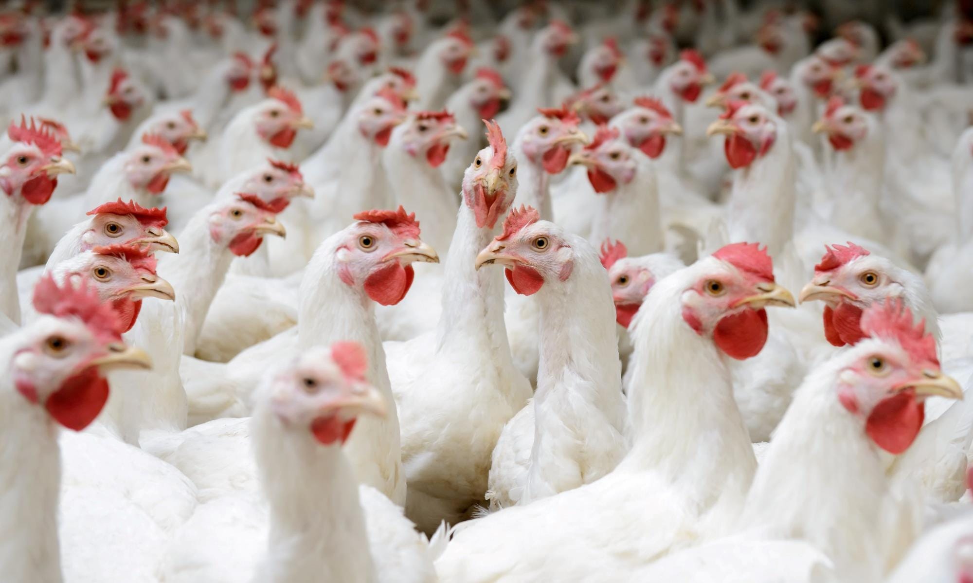 Tarifa de exportação de frango para África do Sul sobe para 265% Tarifa de exportação de frango para África do Sul sobe para 265%