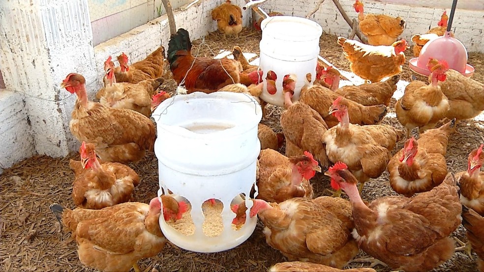 Fazenda usa WhatsApp para vender ovos de galinha caipira