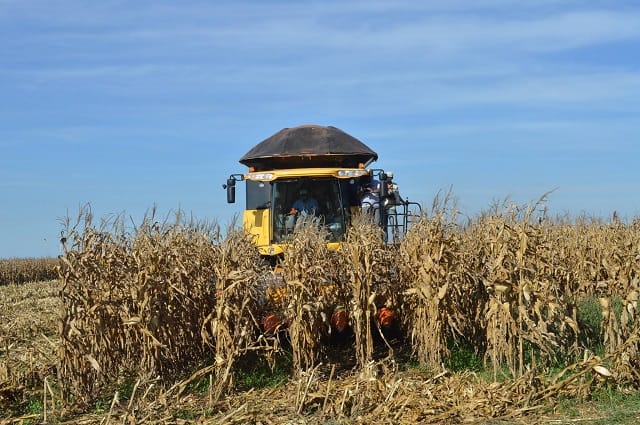 Colheita de milho avança e preços voltam a cair