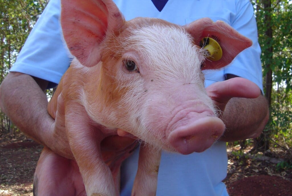 Peru irá vacinar mais de 2 milhões de suínos contra PSC