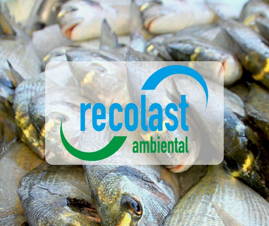 Fábrica de peixes e aquaponia tem baixo investimento e retorno rápido
