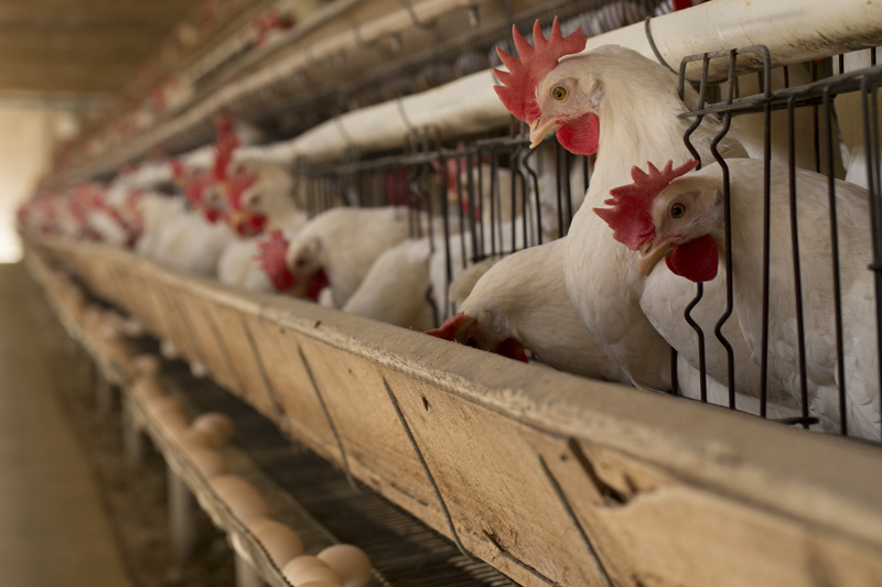 JBS se compromete a usar ovos livres de gaiolas até 2020