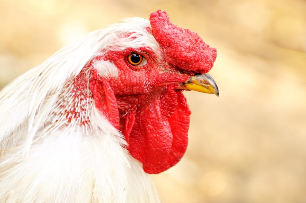 A Era da Eficiência Produtiva na Avicultura – Por Alexandre Barbosa de Brito