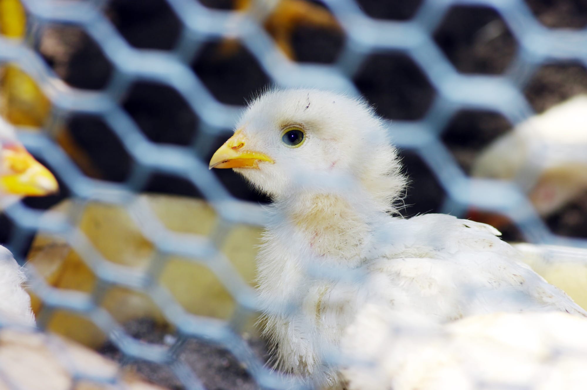 Republica Checa bane mercados de aves e proíbe avicultores de manter animais soltos