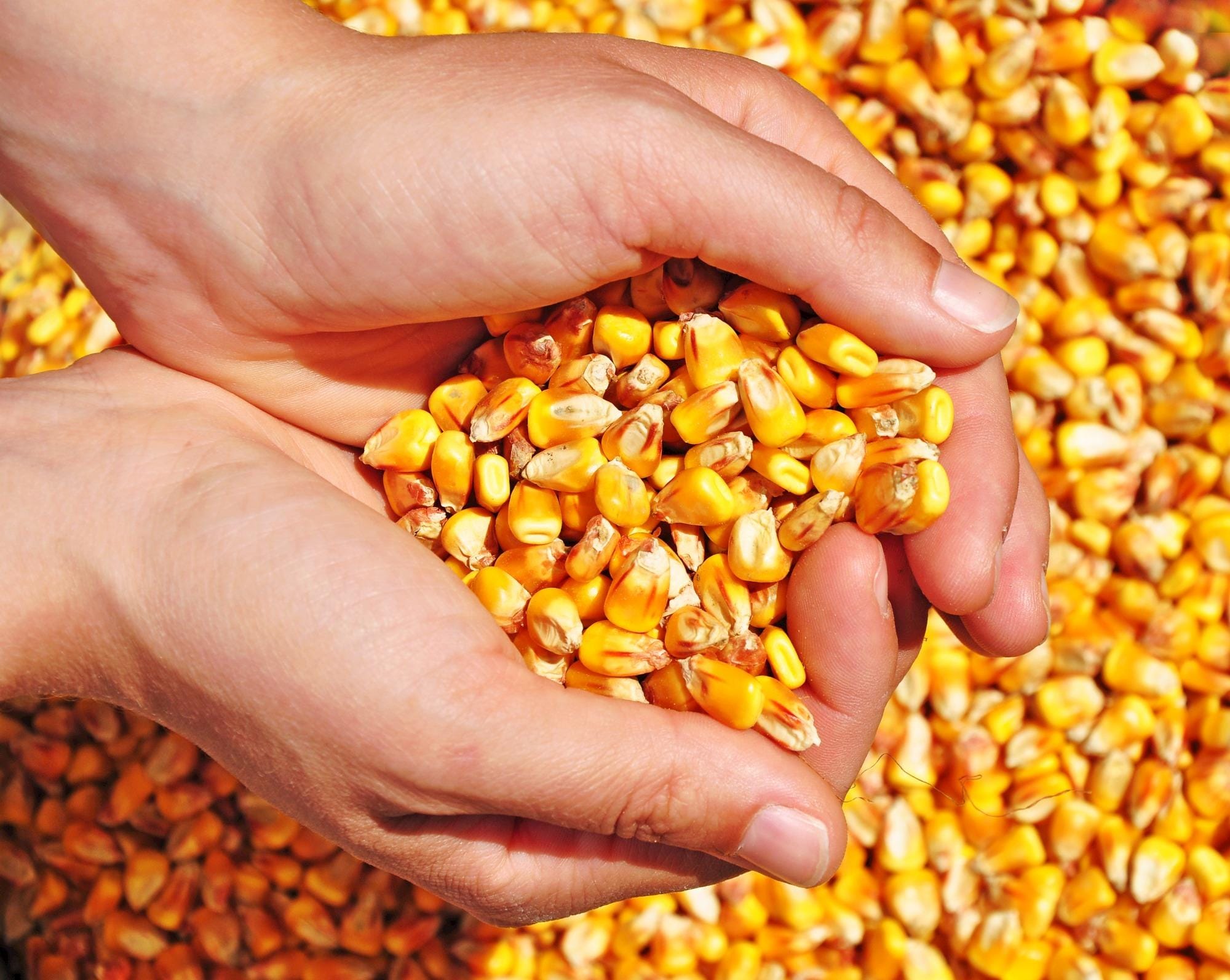 Produtor de Santa Catarina pode comprar milho a R$ 37,50
