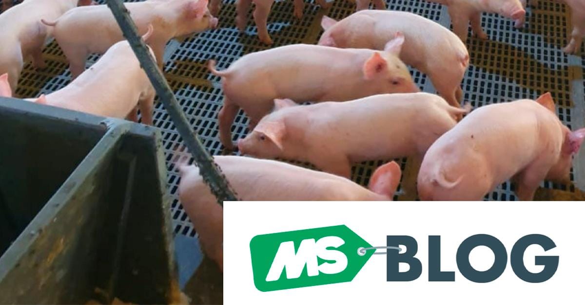Os 3 piores desafios do leitão desmamado